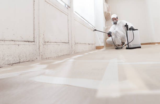 24/7 Emergency Attic Mold Removal experts in New Market, VA