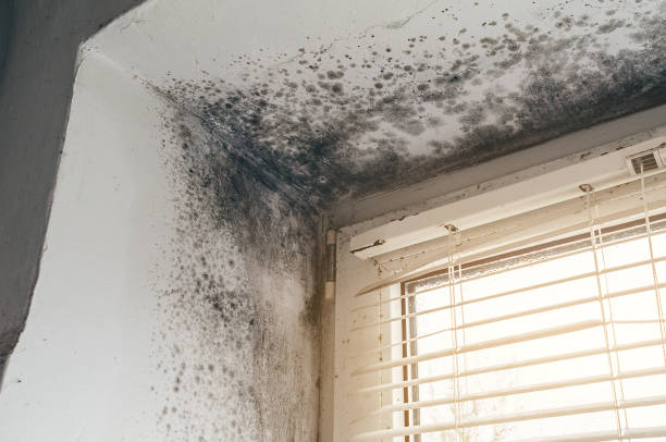 Trusted Attic Mold Removal service in New Market, VA - Cheap Mold Removal